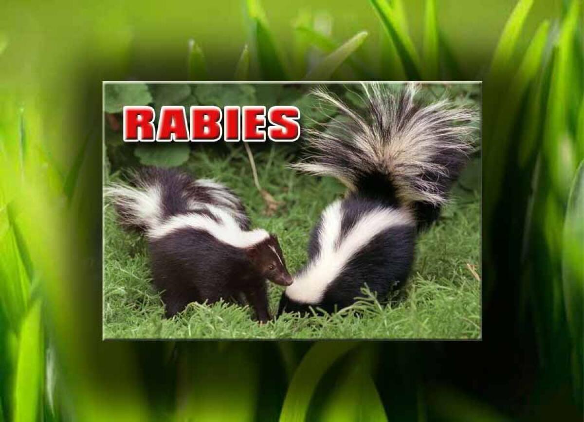 Rabid Skunk Near Country Club Road