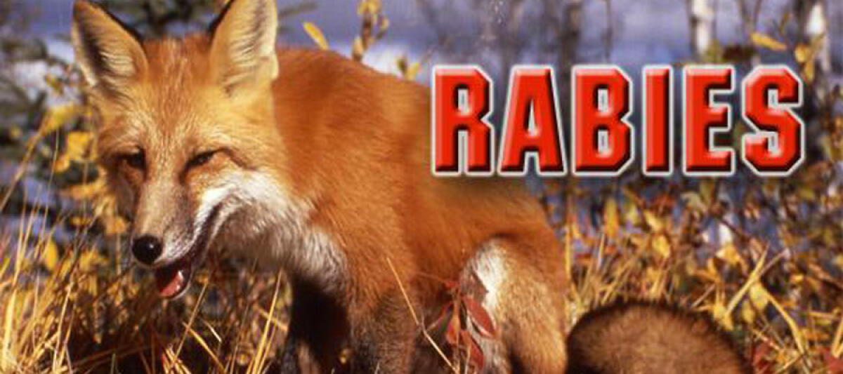 Gaston County’s First Case Of Rabies For ’25