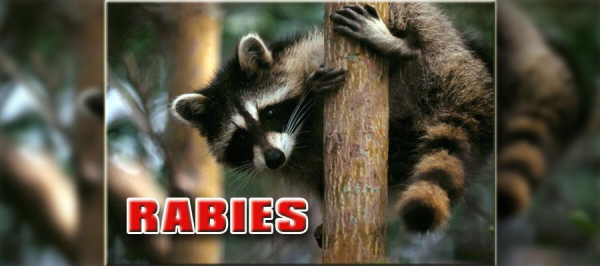 Lincoln County Sees Its First Rabies Case Of Year