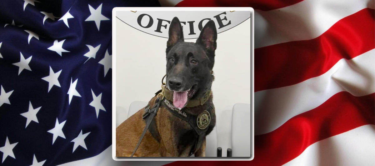 Stark The Dog Retires From Catawba Sheriff’s Office